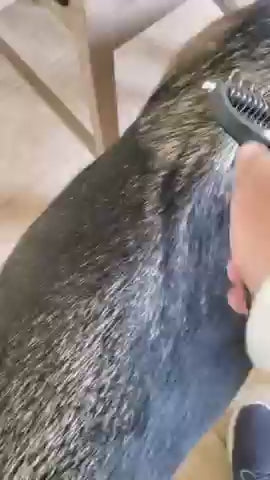 2 in 1 Deshedding Grooming Undercoat Brush