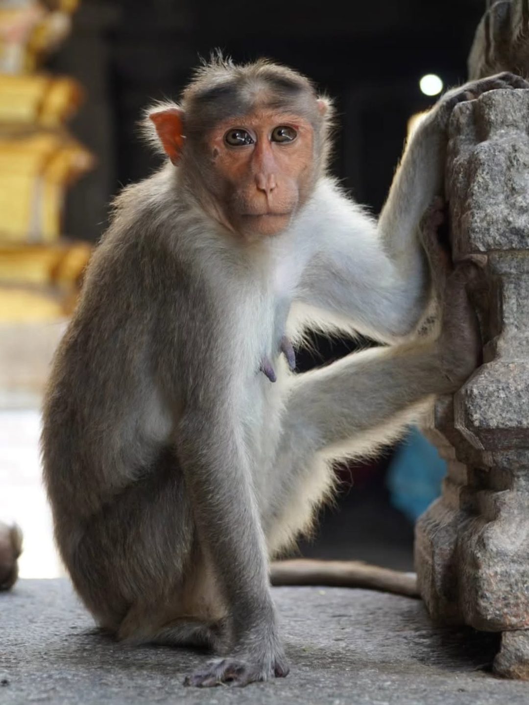 Monkey resting on a carved pillar, Hampi