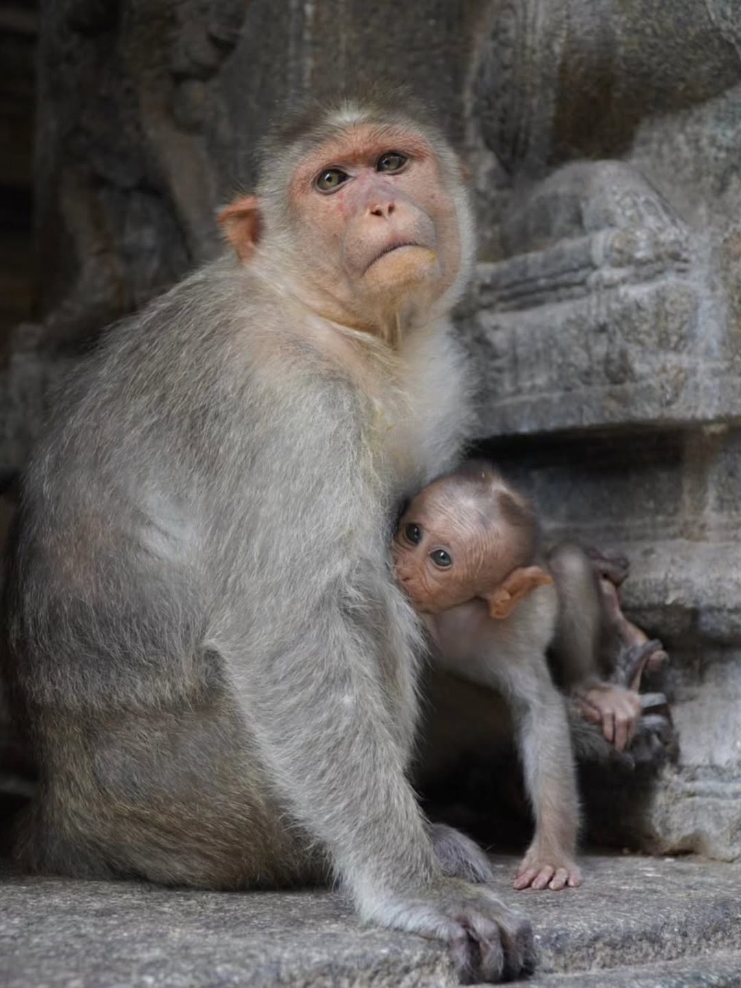 Mother and baby monkey at Hampi